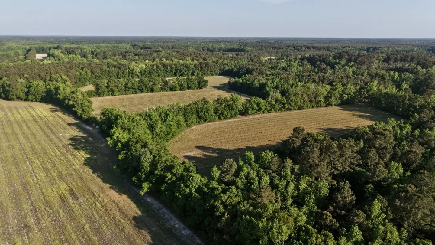 Drone aerial of managed Lowcountry timberland and open fields — the working land of a forester-owned firm.