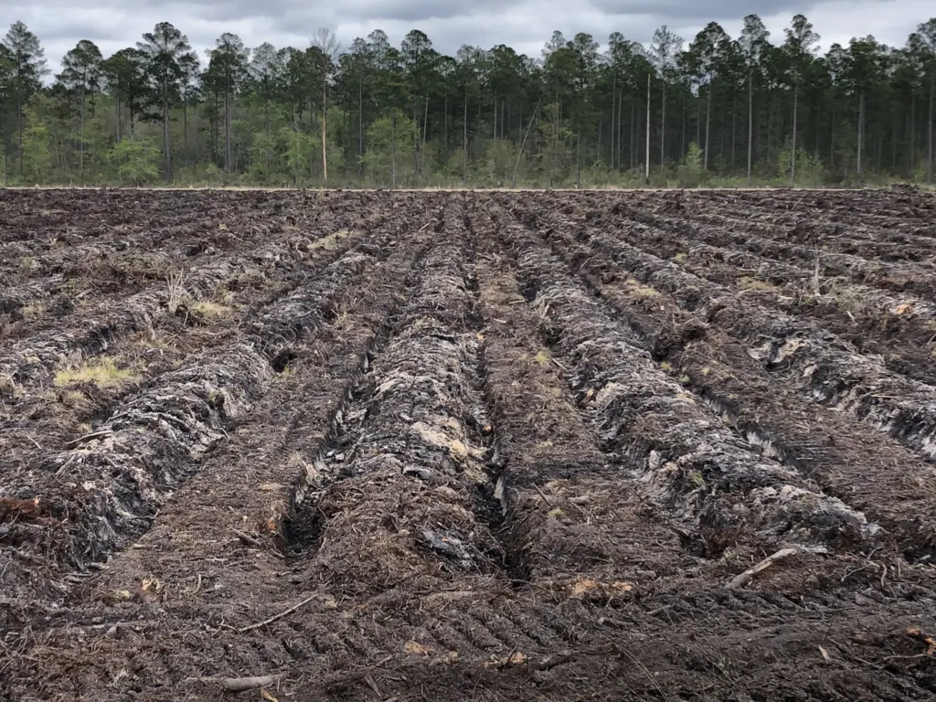 Freshly bedded rows on a cutover site prepared for pine seedling planting.