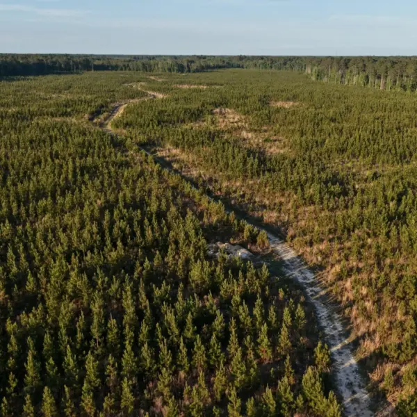 Jasmin Hollow — 1,059± acres in Jasper County, South Carolina