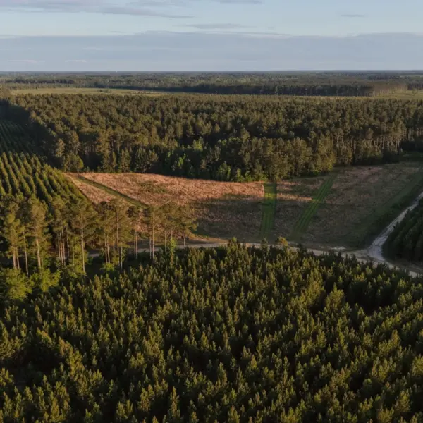 Rowesville Tree Farm — 1,626± acres in Orangeburg County, South Carolina