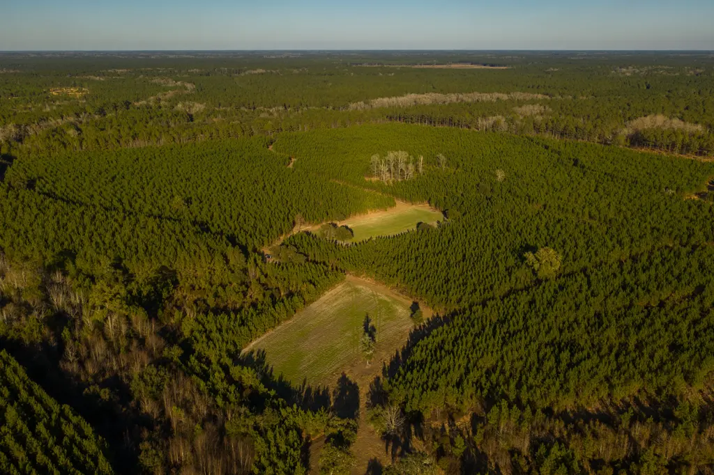 Aerial view of managed pine timberland with interior fields and roads.