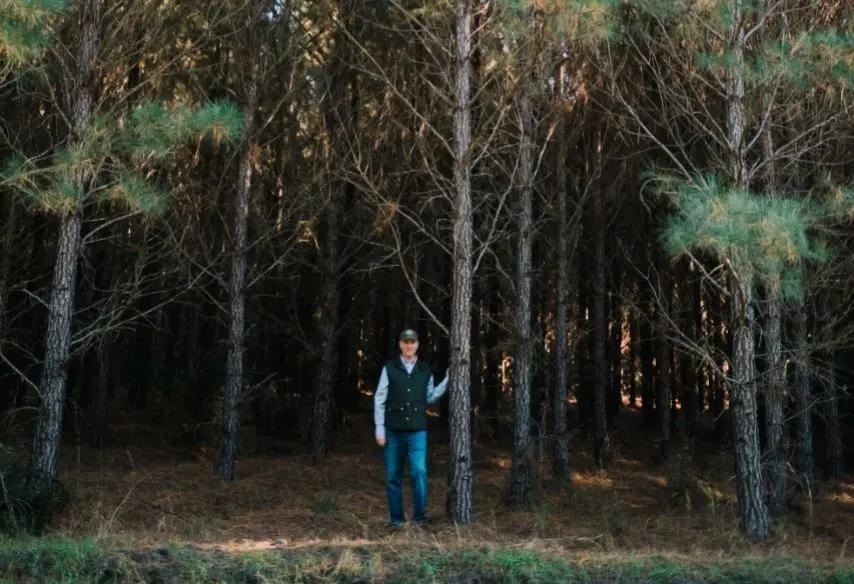 A Wise Batten forester standing in a mature managed pine stand during a timber inventory.