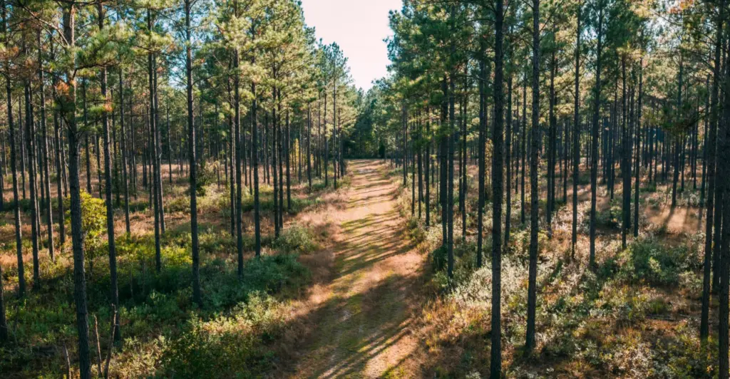 A thinned pine stand with an open, managed understory.