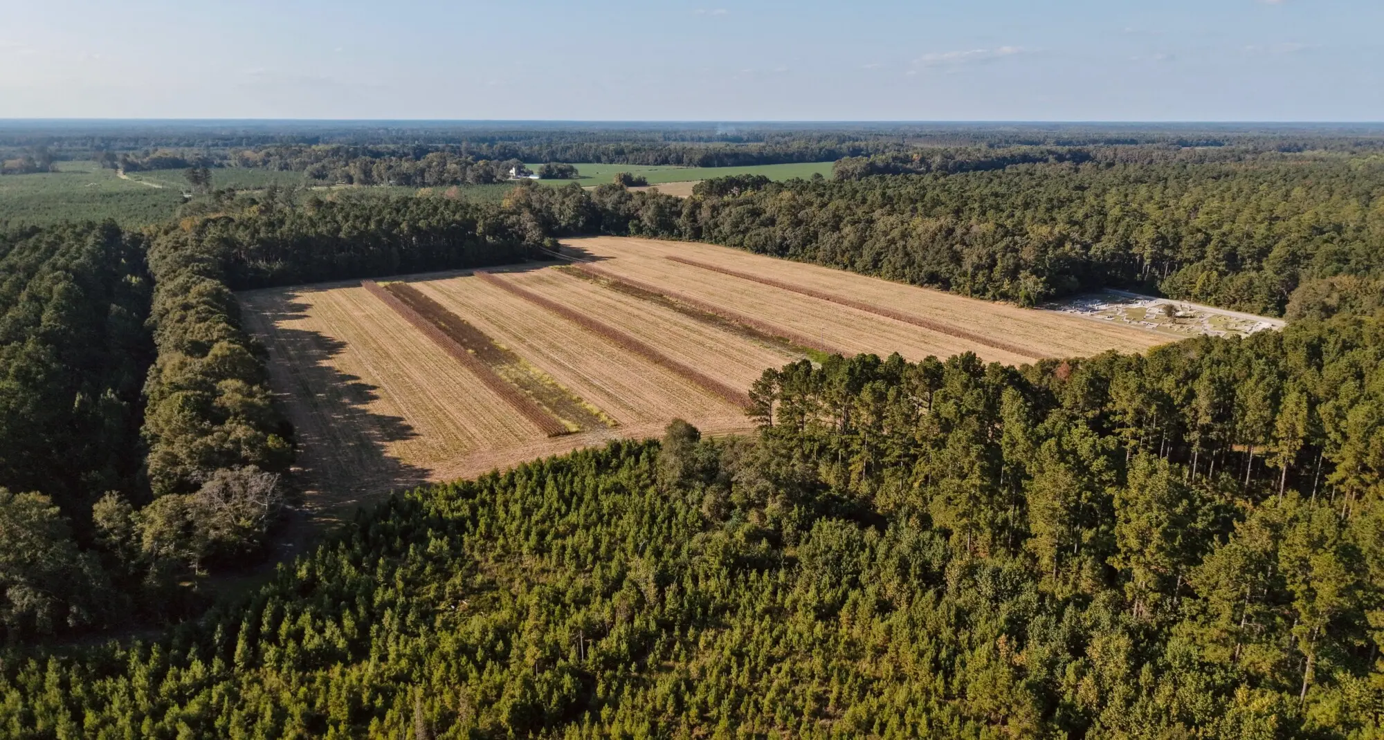 Aerial view of a managed timber tract in the South Carolina Lowcountry, the kind of land Wise Batten values and sells for landowners.