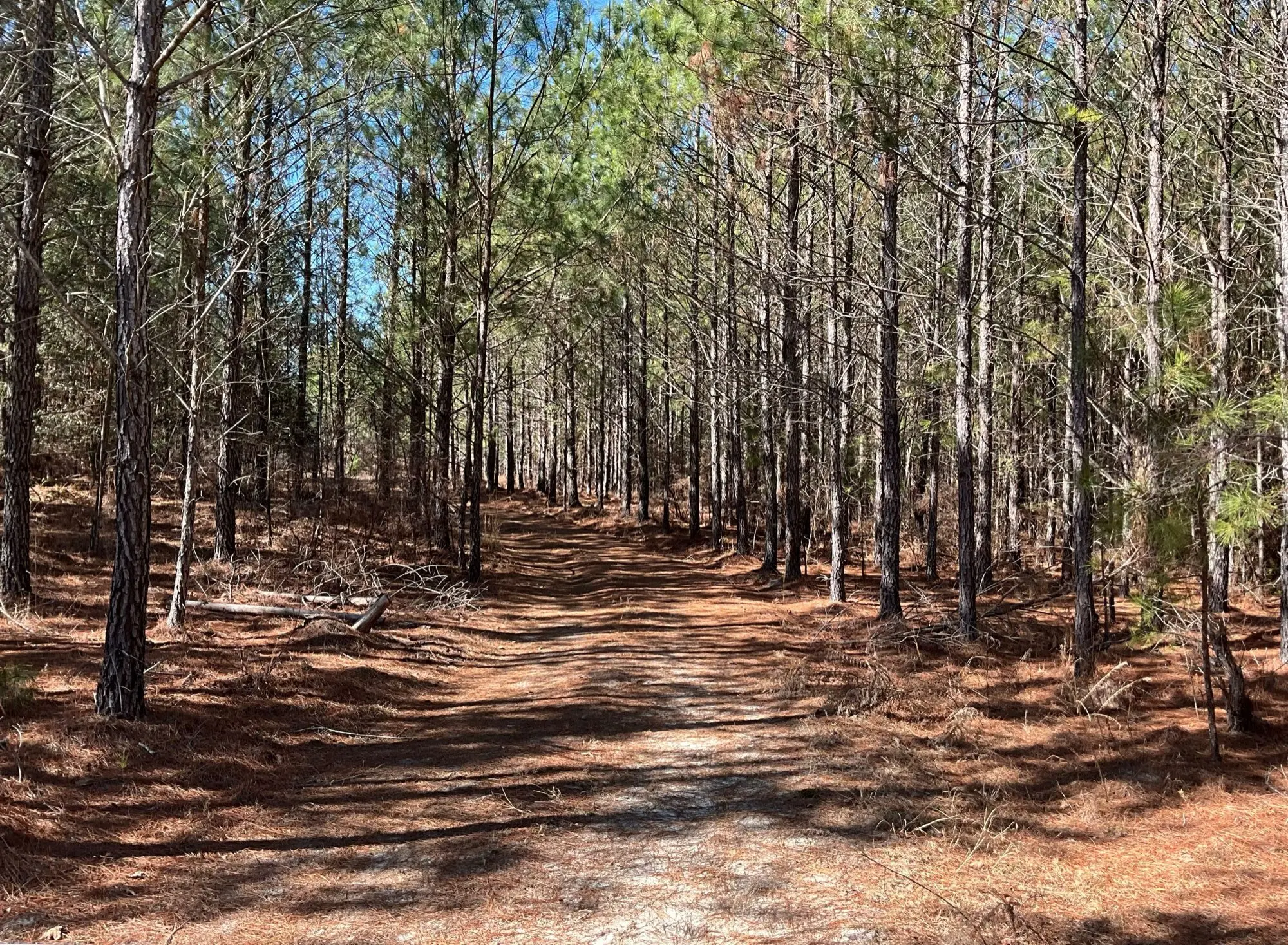 A sunlit pine-straw path winding through managed pines under a clear sky in the South Carolina Lowcountry.