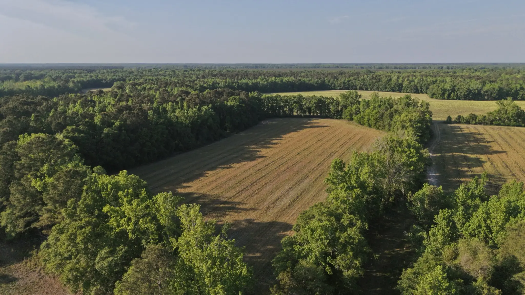 Drone aerial of a Wise Batten tract — a tilled field bordered by managed timber, stretching to the horizon in the South Carolina Lowcountry.
