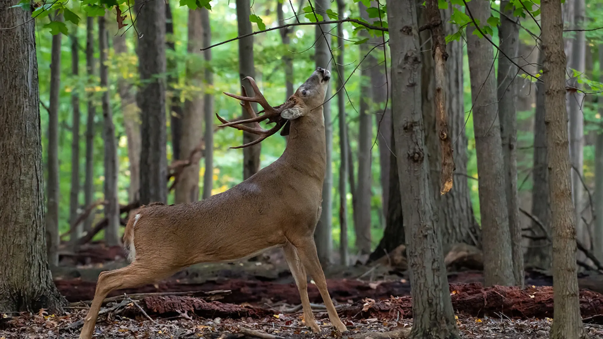 Open pine and hardwood hunting woods with a clear understory and a field beyond — managed recreational ground in the Lowcountry.