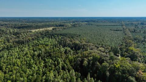 Tye Branch Option A — Hampton & Jasper Counties, South Carolina