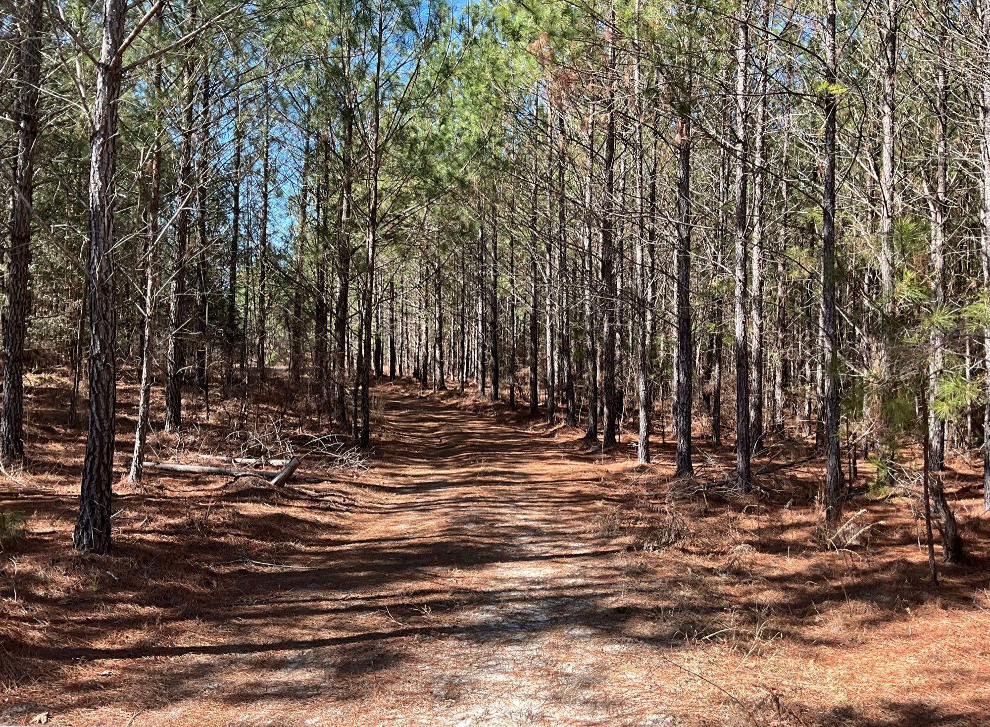 A sunlit pine-straw path winding through managed pines under a clear sky in the South Carolina Lowcountry.