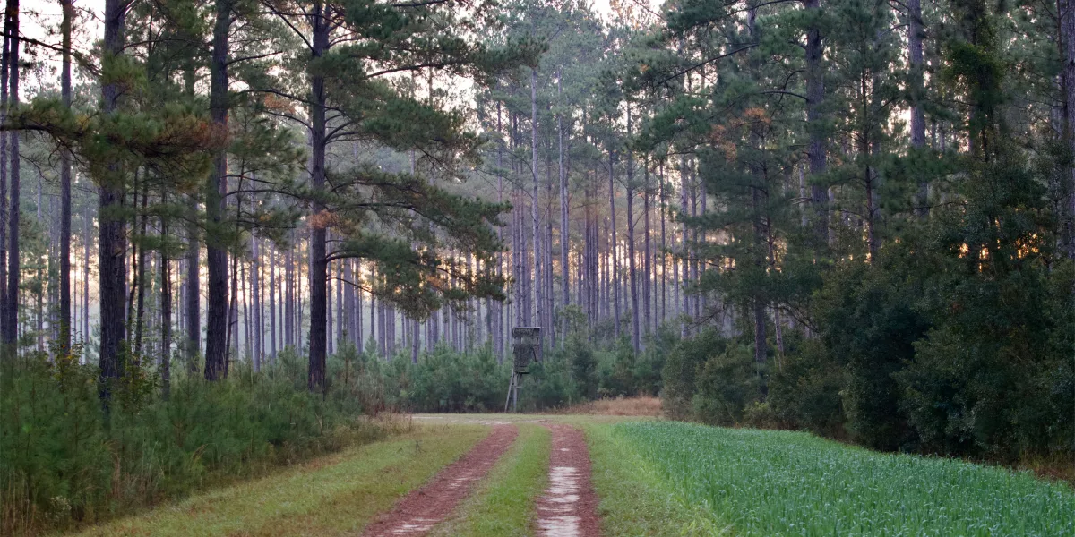 North Hendrix — Hampton, South Carolina