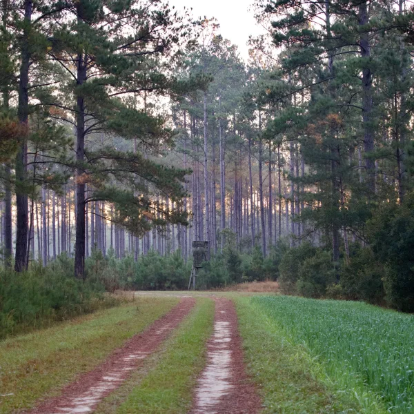 North Hendrix — Hampton, South Carolina