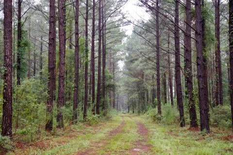 Peeples Waldburg Tract — Hampton, South Carolina