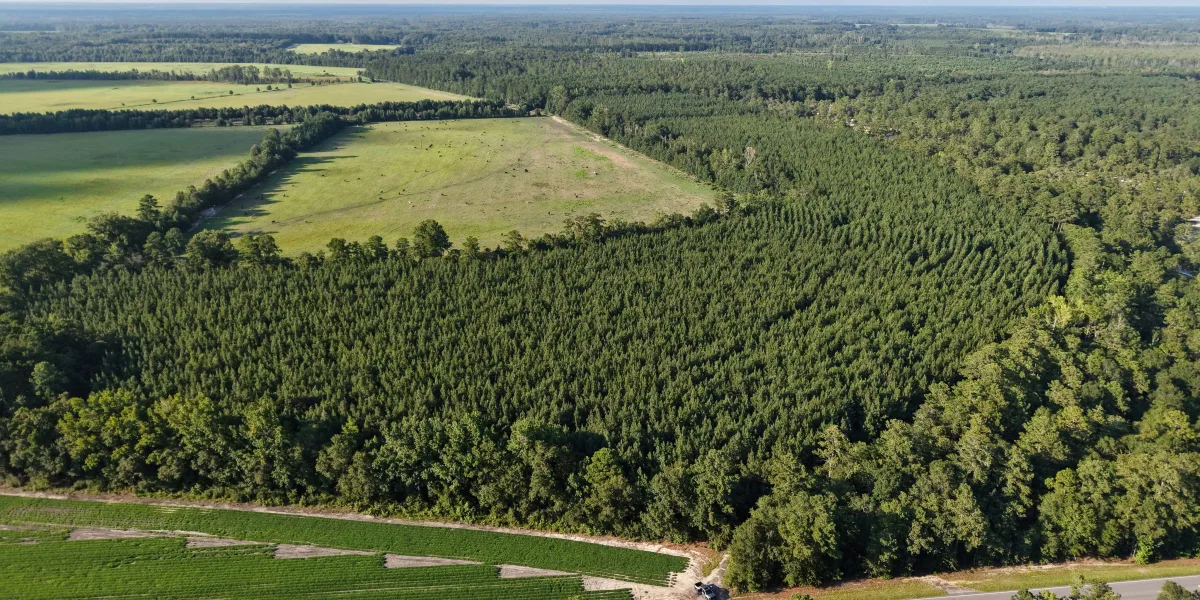 Bates Tree Farm — Barnwell, South Carolina