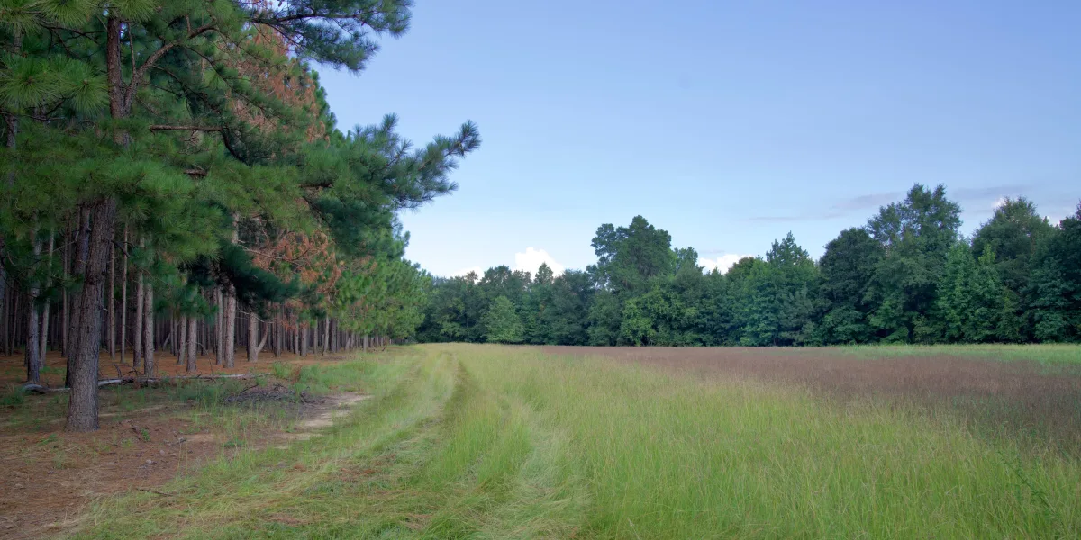 Barton Pines — Allendale, South Carolina