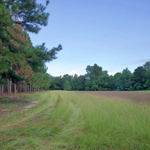 Barton Pines — Allendale, South Carolina