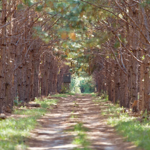 Whippy Ridge — 251± acres in Hampton, South Carolina