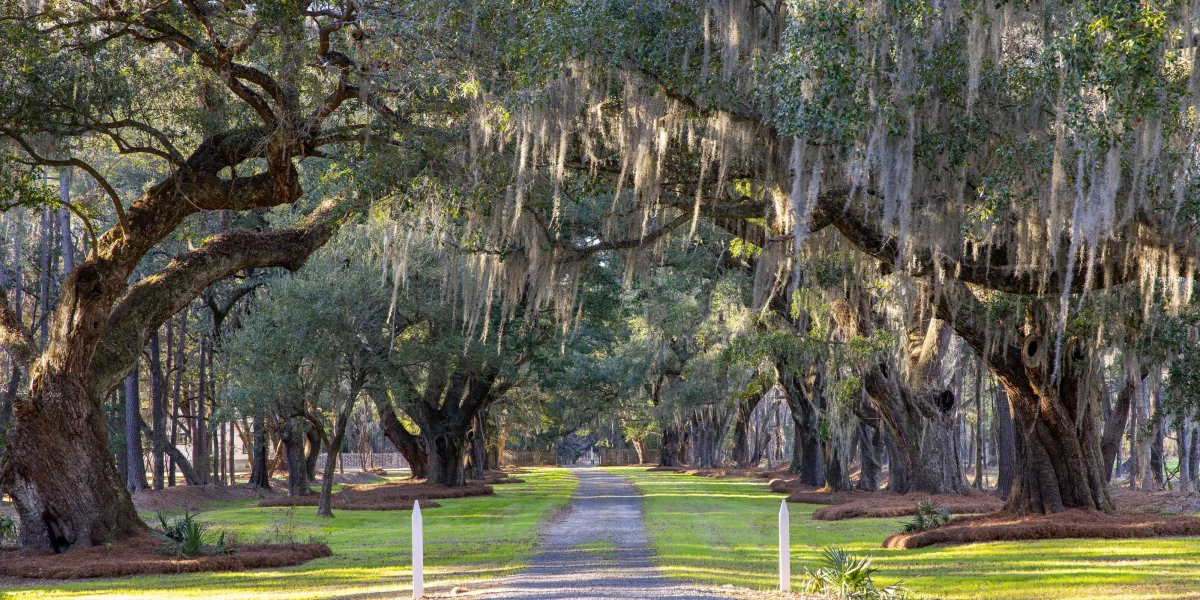 Richmond Plantation — Berkeley, South Carolina