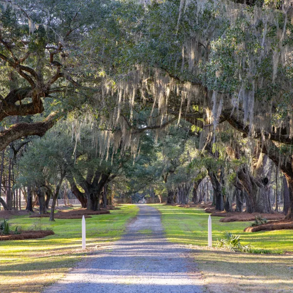 Richmond Plantation — 154± acres in Berkeley, South Carolina