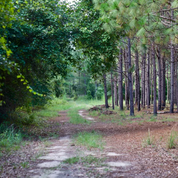 Barton Pines — photo 2