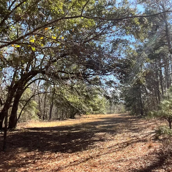 Hayes Tract — photo 3