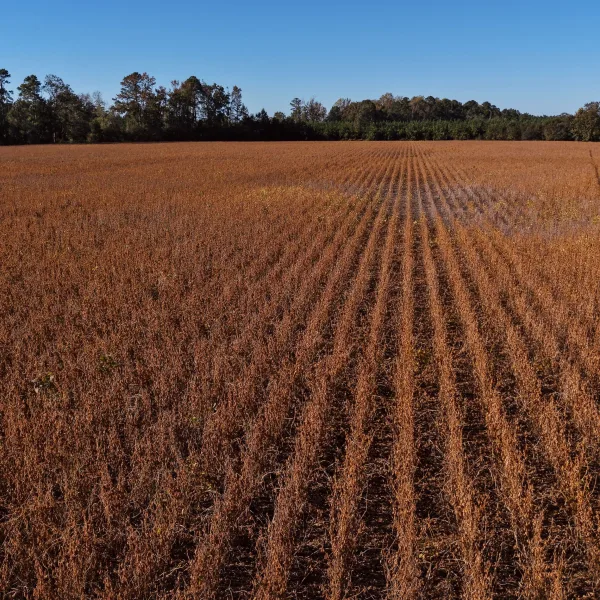 Hobcaw Indiantown — 801± acres in Williamsburg, South Carolina