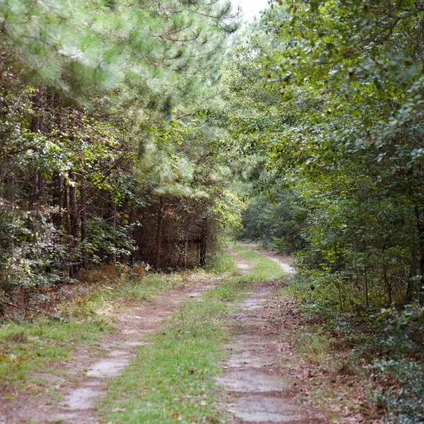 Bates Tree Farm — photo 4