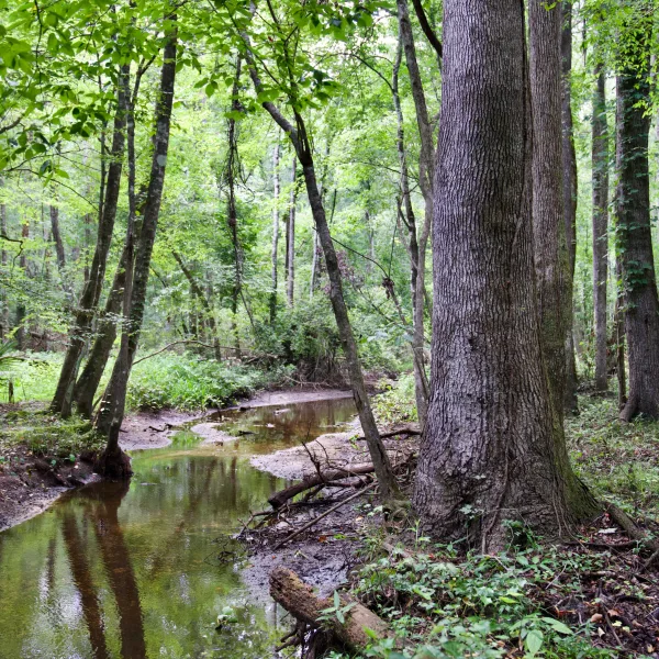 Barton Pines — photo 4