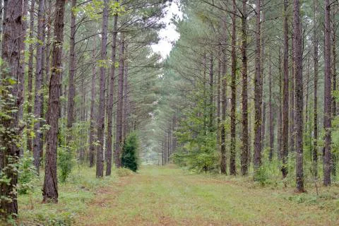 Beaverdam Branch — Edgefield, South Carolina