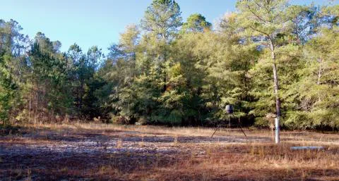 Rocky Point Tract — Allendale, South Carolina