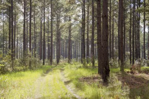 Austin Tract — Effingham, Georgia