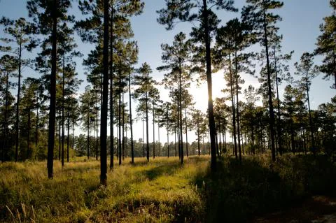 Slater Plantation — Jasper, South Carolina