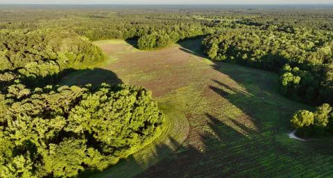 Daley Farm — Hampton, South Carolina