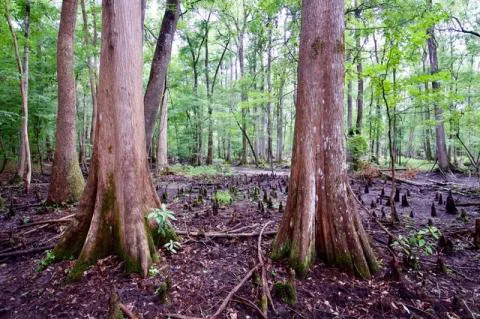 Hoover Corner — Hampton, South Carolina
