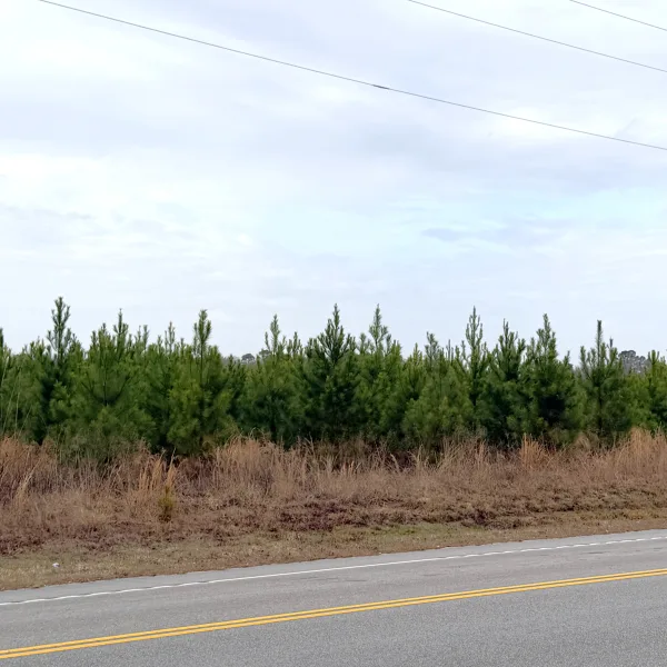 Crocketville 47 Acres — photo 2