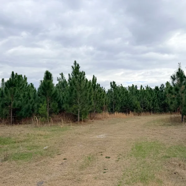 Crocketville 70 Acres — photo 2