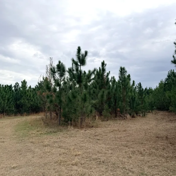 Crocketville 70 Acres — photo 3