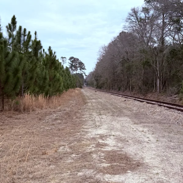 Crocketville 70 Acres — photo 5