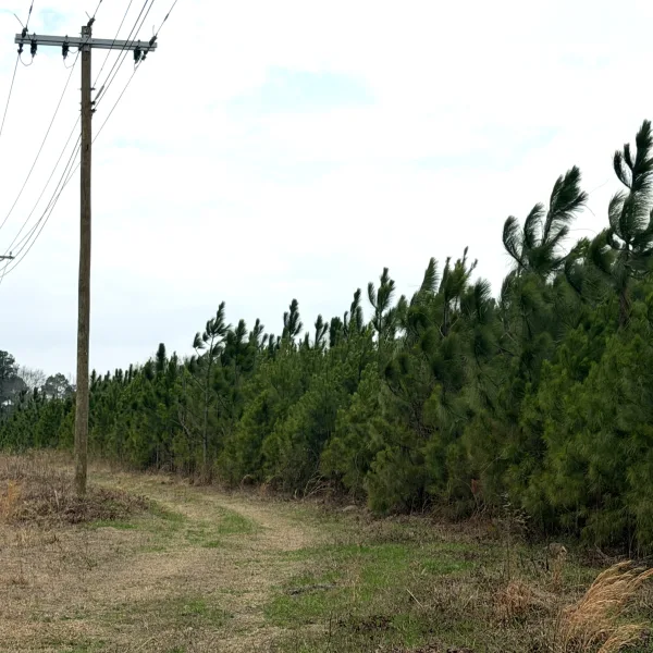 Crocketville 47 Acres — photo 3
