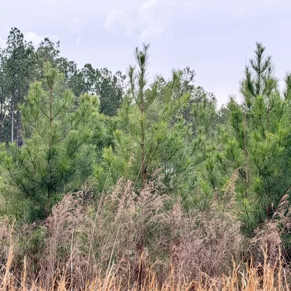 Crocketville 18 Acres — photo 3