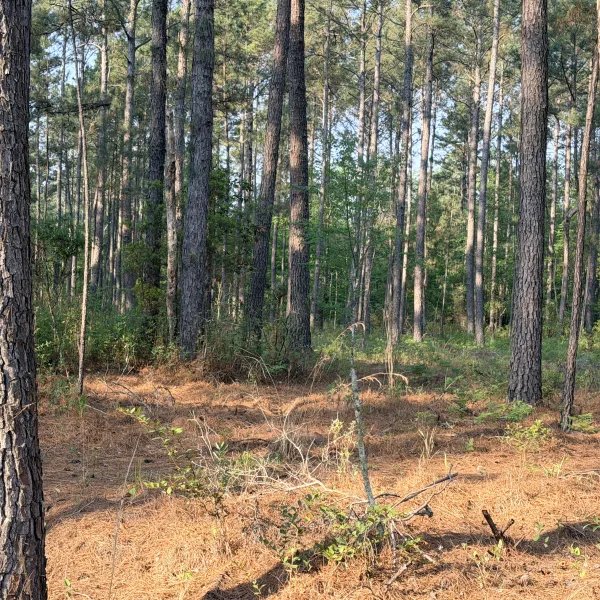 Jasmin Hollow — photo 2