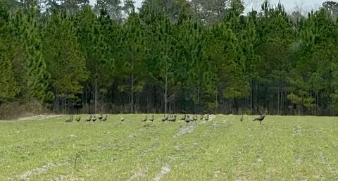 Slater Plantation — Jasper, South Carolina