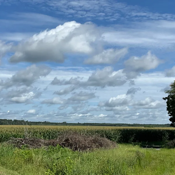 Longpoint Farm — 186± acres in Hampton, South Carolina