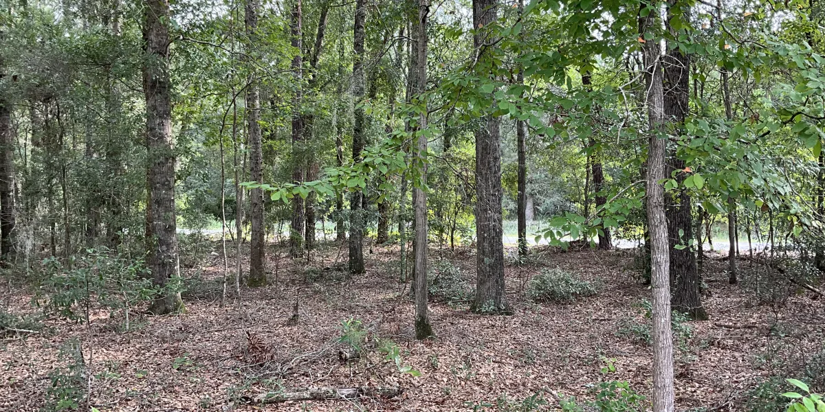 Parker Tract — Hampton, South Carolina