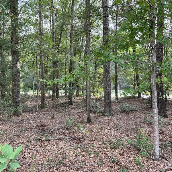 Parker Tract — Hampton, South Carolina
