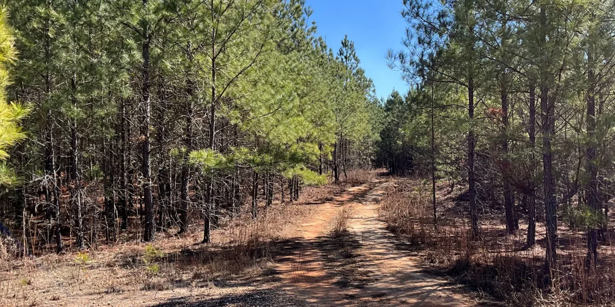 McLin Tract — Allendale, South Carolina
