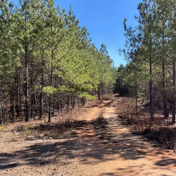 McLin Tract — Allendale, South Carolina