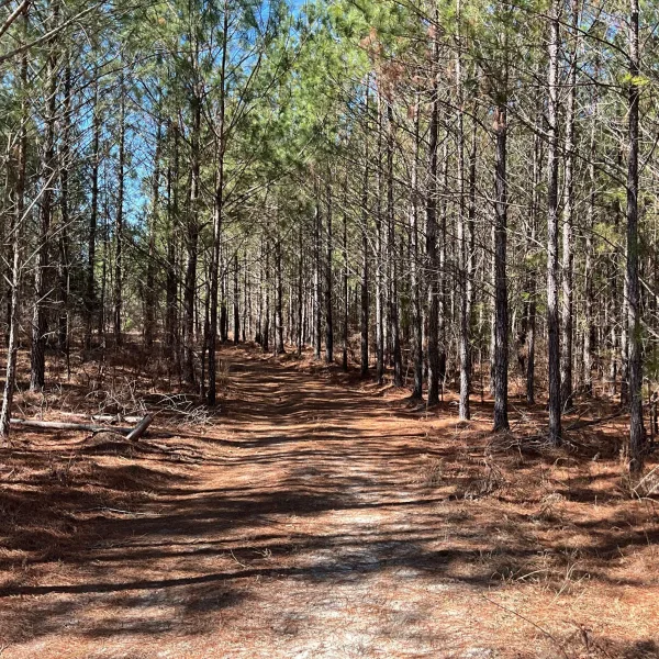 McLin Tract — photo 3