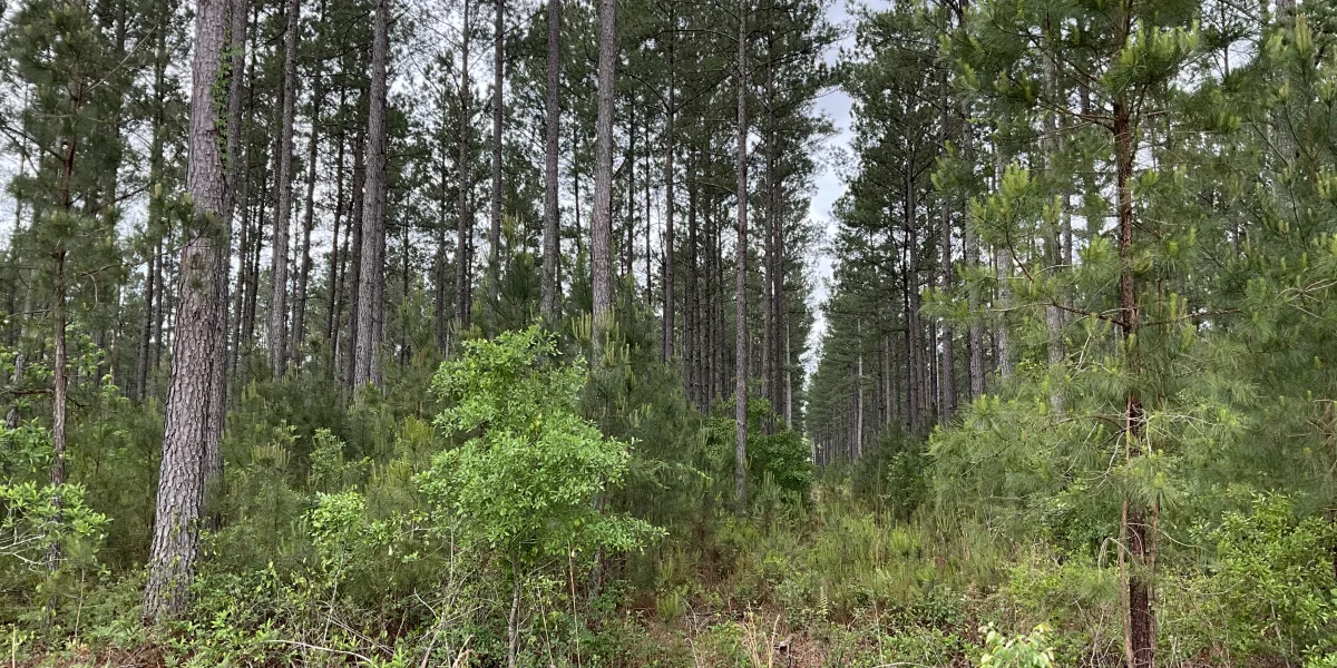 Rowesville Tree Farm — Orangeburg, South Carolina