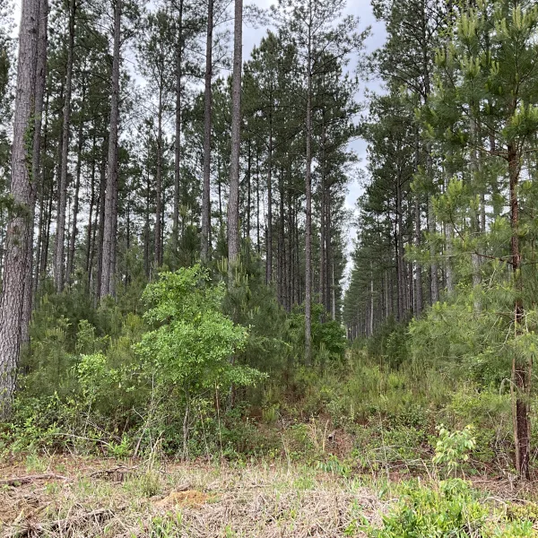Rowesville Tree Farm — 1,626± acres in Orangeburg, South Carolina