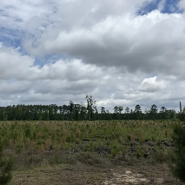 Rowesville Tree Farm — photo 4